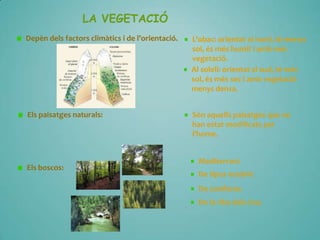 LA VEGETACIÓ
Depèn dels factors clim{tics i de l’orientació.

L’obac: orientat al nord, té menys
sol, és més humit i amb més
vegetació.
Al solell: orientat al sud, té més
sol, és més sec i amb vegetació
menys densa.

Els paisatges naturals:

Són aquells paisatges que no
han estat modificats per
l’home.

Els boscos:

Mediterrani
De tipus oceànic
De coníferes
De la riba dels rius.

 
