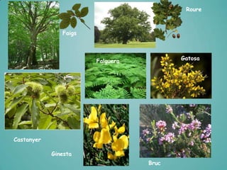 Roure

Faigs

Gatosa

Falguera

Castanyer
Ginesta
Bruc

 