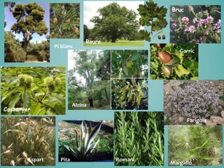 Bruc

Pi blanc

Roure
Garric

Alzina

Castanyer

Farigola

Espart

Pita

Romaní

Margalló

 