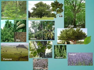 Avets

Roure
Faigs

Pins

Alzina
Om

Espigol
Pastures

Pollancre

Farigola

Romaní

 