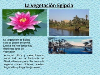 La vegetación Egipcia




La vegetación de Egipto
solo se puede encontrar
junto al rio Nilo donde hay
diferentes tipos de
vegetación
 Abundan olivos y melocotoneros,
 sobre todo en la Península del
 Sinaí, mientras que en las zonas de
 regadío crecen hibiscos, adelfas,
 buganvillas y fragantes jazmines.
 
