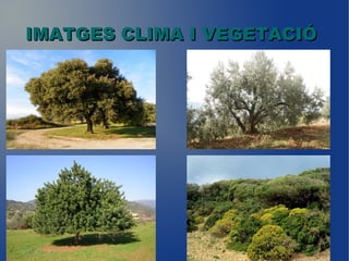 IMATGES CLIMA I VEGETACIÓIMATGES CLIMA I VEGETACIÓ
 