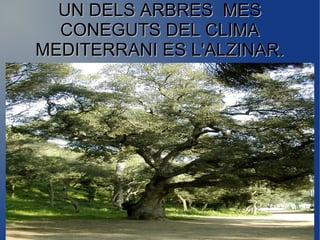 UN DELS ARBRES MESUN DELS ARBRES MES
CONEGUTS DEL CLIMACONEGUTS DEL CLIMA
MEDITERRANI ES L'ALZINAR.MEDITERRANI ES L'ALZINAR.
 