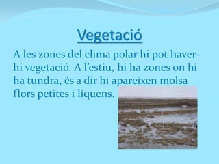 Vegetació
A les zones del clima polar hi pot haver-
hi vegetació. A l’estiu, hi ha zones on hi
ha tundra, és a dir hi apareixen molsa
flors petites i líquens.
 
