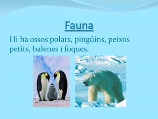 Fauna
Hi ha ossos polars, pingüins, peixos
petits, balenes i foques.
 