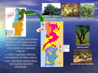 Pela latitude a que se encontra Portugal e pelo regime termo-pluviométrico, distinguem-se duas regiões de vegetação ‘natural’: a norte, vegetação atlântica, com espécies de folha caduca; a sul, vegetação mediterrânea, com espécies de folha persistente. Quercus robur Quercus pyrenaica Quercus suber Quercus ilex spp rotundifolia Quercus faginea Climas Vegetação 