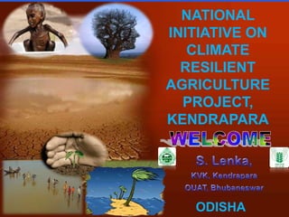 NATIONAL INITIATIVE ON CLIMATE RESILIENT  AGRICULTURE PROJECT, KENDRAPARA WELCOME S. Lenka, KVK, Kendrapara OUAT, Bhubaneswar ODISHA Designed by TheTemplateMart.com 