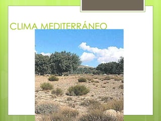 CLIMA MEDITERRÁNEO 