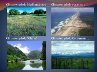 Clima templado Mediterráneo : Clima templado oceánico :
Clima templado “Chino” : Clima templado Continental :
 