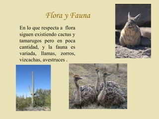 Flora y Fauna
En lo que respecta a flora
siguen existiendo cactus y
tamarugos pero en poca
cantidad, y la fauna es
variada, llamas, zorros,
vizcachas, avestruces .
 