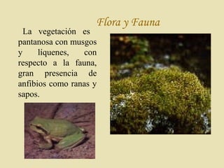 Flora y Fauna
La vegetación es
pantanosa con musgos
y líquenes, con
respecto a la fauna,
gran presencia de
anfibios como ranas y
sapos.
 