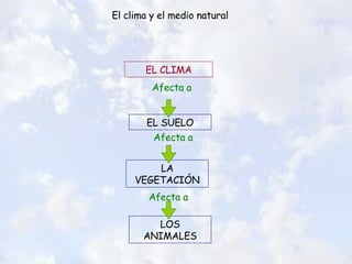 El clima y el medio natural EL CLIMA EL SUELO LOS ANIMALES LA VEGETACIÓN Afecta a Afecta a Afecta a 