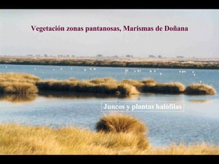Climas y Vegetación de España II, Clima Mediterráneo
