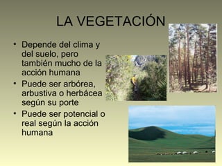 LA VEGETACIÓN
• Depende del clima y
del suelo, pero
también mucho de la
acción humana
• Puede ser arbórea,
arbustiva o herbácea
según su porte
• Puede ser potencial o
real según la acción
humana
 