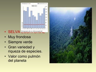 • SELVA ECUATORIAL
• Muy frondosa
• Siempre verde
• Gran variedad y
riqueza de especies.
• Valor como pulmón
del planeta
 