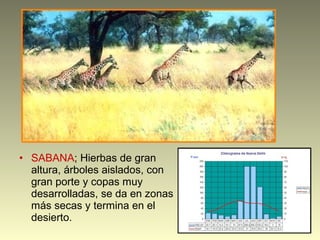 • SABANA; Hierbas de gran
altura, árboles aislados, con
gran porte y copas muy
desarrolladas, se da en zonas
más secas y termina en el
desierto.
 