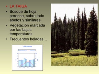 • LA TAIGA
• Bosque de hoja
perenne, sobre todo
abetos y similares.
• Vegetación marcada
por las bajas
temperaturas
• Frecuentes heladas…
 