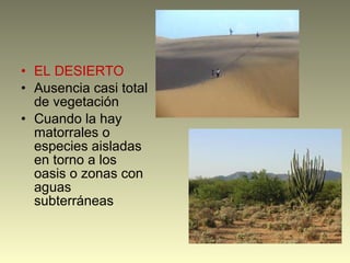 • EL DESIERTO
• Ausencia casi total
de vegetación
• Cuando la hay
matorrales o
especies aisladas
en torno a los
oasis o zonas con
aguas
subterráneas
 