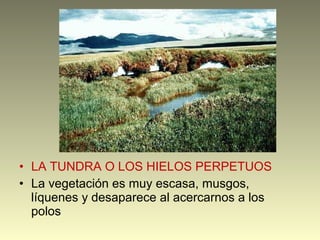 • LA TUNDRA O LOS HIELOS PERPETUOS
• La vegetación es muy escasa, musgos,
líquenes y desaparece al acercarnos a los
polos
 