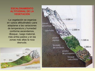 ESCALONAMIENTO
ALTITUDINAL DE LA
VEGETACIÓN
-La vegetación se organiza
en «pisos altitudinales» para
adaptarse a las variaciones
de temperatura y humedad
conforme ascendemos.
-Bosque , luego matorral,
más arriba pastos y en las
zonas más altas la roca
desnuda.
 