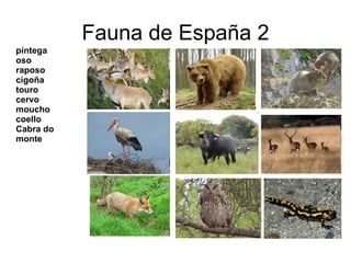 Fauna de España 2 píntega oso raposo cigoña touro cervo moucho coello Cabra do monte 