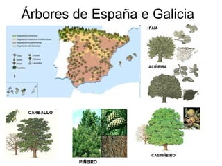 Árbores de España e Galicia 