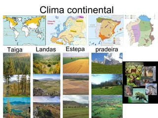 Clima continental Taiga Landas Estepa pradeira 