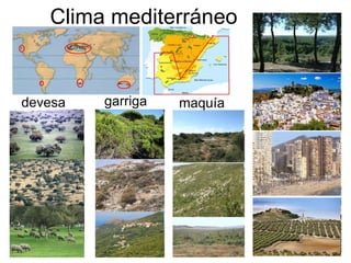 Clima mediterráneo devesa garriga maquía 