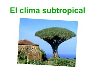 El clima subtropical
 