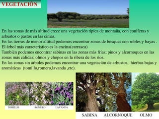 VEGETACIÓN 
En las zonas de más altitud crece una vegetación típica de montaña, con coníferas y 
arbustos o pastos en las cimas. 
En las tierras de menor altitud podemos encontrar zonas de bosques con robles y hayas . 
El árbol más característico es la encina(carrasca) 
También podemos encontrar sabinas en las zonas más frías; pinos y alcornoques en las 
zonas más cálidas; olmos y chopos en la ribera de los ríos. 
En las zonas sin árboles podemos encontrar una vegetación de arbustos, hierbas bajas y 
aromáticas (tomillo,romero,lavanda ,etc). 
 