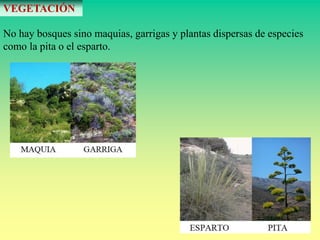 VEGETACIÓN 
No hay bosques sino maquias, garrigas y plantas dispersas de especies 
como la pita o el esparto. 
 