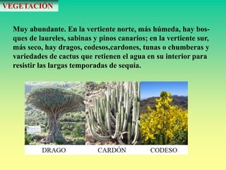 VEGETACIÓN 
Muy abundante. En la vertiente norte, más húmeda, hay bos-ques 
de laureles, sabinas y pinos canarios; en la vertiente sur, 
más seco, hay dragos, codesos,cardones, tunas o chumberas y 
variedades de cactus que retienen el agua en su interior para 
resistir las largas temporadas de sequía. 
 