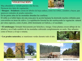 VEGETACIÓN 
Muy abundante y variada gracias a las lluvias. 
Destacan tres tipos de vegetación: 
• Bosques frondosos: consta de árboles de hoja caduca, como los robles, castaños y hayas, que 
aparecen rodeados de prados naturales. 
En las partes altas de las montañas abundan las coníferas. 
El roble es el árbol típico de esta zona pero la acción humana ha destruido muchos robledos para 
convertirlos en áreas de cultivo. La repoblación forestal ha ido sustituyendo la vegetación natural 
por otras especies, como el pino, árbol dominante en Galicia, y el eucalipto. 
• El sotobosque: formado básicamente por helechos y musgo. Estas plantas crecen debajo de los 
árboles y en el lado sombrío de las montañas cubriendo completamente en suelo. Hay arbustos 
como el brezo y el tojo o retama. 
• Los prados naturales; se mantienen verdes durante todo el año. 
 