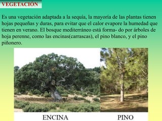 VEGETACIÓN
Es una vegetación adaptada a la sequía, la mayoría de las plantas tienen
hojas pequeñas y duras, para evitar que el calor evapore la humedad que
tienen en verano. El bosque mediterráneo está forma- do por árboles de
hoja perenne, como las encinas(carrascas), el pino blanco, y el pino
piñonero.
 