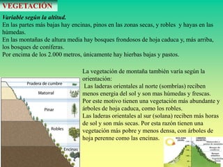 VEGETACIÓN
Variable según la altitud.
En las partes más bajas hay encinas, pinos en las zonas secas, y robles y hayas en las
húmedas.
En las montañas de altura media hay bosques frondosos de hoja caduca y, más arriba,
los bosques de coníferas.
Por encima de los 2.000 metros, únicamente hay hierbas bajas y pastos.
La vegetación de montaña también varía según la
orientación:
Las laderas orientales al norte (sombrías) reciben
menos energia del sol y son mas húmedas y frescas.
Por este motivo tienen una vegetación más abundante y
árboles de hoja caduca, como los robles.
Las laderas orientales al sur (solana) reciben más horas
de sol y son más secas. Por esta razón tienen una
vegetación más pobre y menos densa, con árboles de
hoja perenne como las encinas.
 