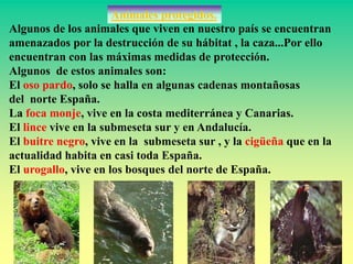Algunos de los animales que viven en nuestro país se encuentran
amenazados por la destrucción de su hábitat , la caza...Por ello
encuentran con las máximas medidas de protección.
Algunos de estos animales son:
El oso pardo, solo se halla en algunas cadenas montañosas
del norte España.
La foca monje, vive en la costa mediterránea y Canarias.
El lince vive en la submeseta sur y en Andalucía.
El buitre negro, vive en la submeseta sur , y la cigüeña que en la
actualidad habita en casi toda España.
El urogallo, vive en los bosques del norte de España.
Animales protegidos.
 