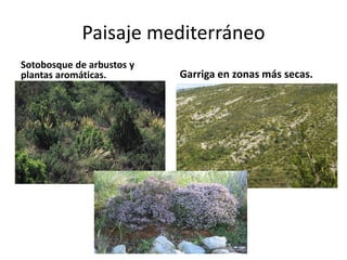 Paisaje mediterráneo 
Sotobosque de arbustos y plantas aromáticas. 
Garriga en zonas más secas.  