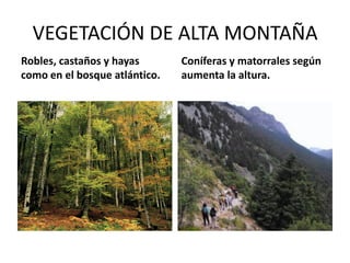 VEGETACIÓN DE ALTA MONTAÑA 
Robles, castaños y hayas como en el bosque atlántico. 
Coníferas y matorrales según aumenta la altura.  