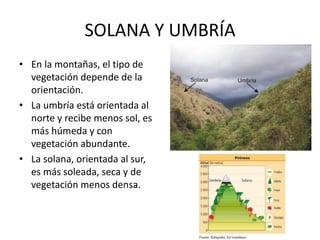 SOLANA Y UMBRÍA 
•En la montañas, el tipo de vegetación depende de la orientación. 
•La umbría está orientada al norte y recibe menos sol, es más húmeda y con vegetación abundante. 
•La solana, orientada al sur, es más soleada, seca y de vegetación menos densa.  