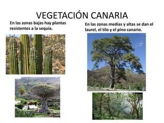 VEGETACIÓN CANARIA 
En las zonas bajas hay plantas resistentes a la sequía. 
En las zonas medias y altas se dan el laurel, el tilo y el pino canario.  