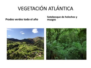 VEGETACIÓN ATLÁNTICA 
Prados verdes todo el año 
Sotobosque de helechos y musgos  