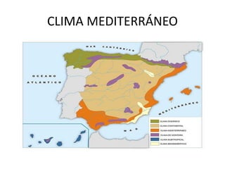 CLIMA MEDITERRÁNEO  