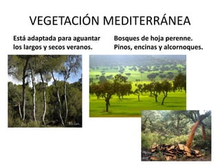 Bosques de hoja perenne. Pinos, encinas y alcornoques. 
VEGETACIÓN MEDITERRÁNEA 
Está adaptada para aguantar los largos y secos veranos.  
