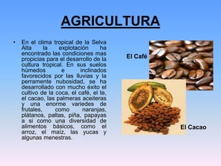 AGRICULTURA
• En el clima tropical de la Selva
Alta la explotación ha
encontrado las condiciones mas
propicias para el desarrollo de la
cultura tropical. En sus suelos
húmedos e inclinados
favorecidos por las lluvias y la
perramente nubosidad, se ha
desarrollado con mucho éxito el
cultivo de la coca, el café, el te,
el cacao, las palmeras aceiteras
y una enorme variedes de
frutales, como naranjas,
plátanos, paltas, piña, papayas
a si como una diversidad de
alimentos básicos, como el
arroz, el maíz, las yucas y
algunas menestras.
El Café
El Cacao
 
