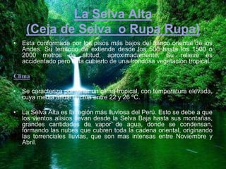 La Selva Alta
(Ceja de Selva o Rupa Rupa)
• Esta conformada por los pisos más bajos del flanco oriental de los
Andes. Su territorio de extiende desde los 500 hasta los 1500 o
2000 metros de altitud, aproximadamente. Su relieve es
accidentado pero esta cubierto de una frondosa vegetación tropical.
Clima
• Se caracteriza por tener un clima tropical, con temperatura elevada,
cuya media anual fluctúa entre 22 y 26 ºC.
• La Selva Alta es la región más lluviosa del Perú. Esto se debe a que
los vientos alisios llevan desde la Selva Baja hasta sus montañas,
grandes cantidades de vapor de agua, donde se condensan,
formando las nubes que cubren toda la cadena oriental, originando
las torrenciales lluvias, que son mas intensas entre Noviembre y
Abril.
 