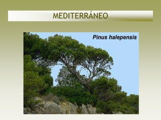 MEDITERRÁNEO
 