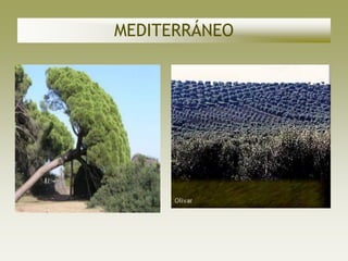 MEDITERRÁNEO
 