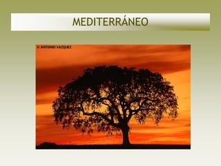 MEDITERRÁNEO
 