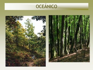 OCEÁNICO
 