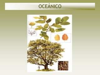 OCEÁNICO
 